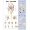 Anatomical Charts -Medical Rehabilitation Products 081631779 md 1