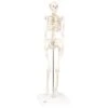 Mini Full Body Skeletal Anatomical Model -Medical Rehabilitation Products 081658889 md