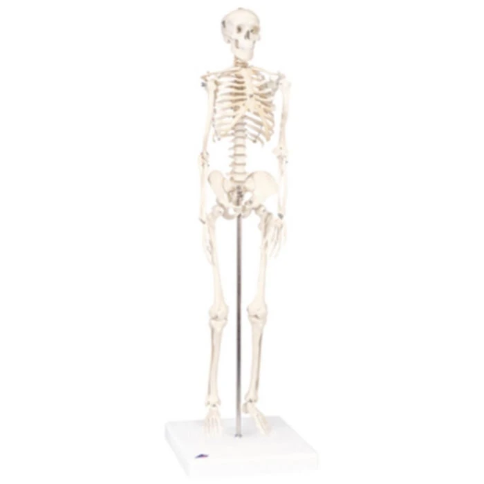 Mini Full Body Skeletal Anatomical Model 3 Mini Full Body Skeletal Anatomical Model