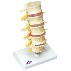 Anatomical Spine Model