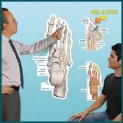 Peel & Stick Dry Erase Anatomical Charts