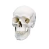 Classic Skull Models -Medical Rehabilitation Products 7100511 classic skull 3 part 2