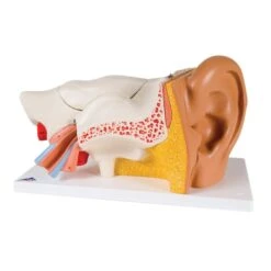 Deluxe 6-Part Anatomical Human Ear Model