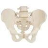 Male Pelvic Skeleton Anatomical Model -Medical Rehabilitation Products 7100514