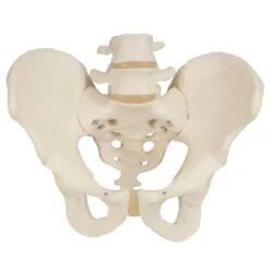Male Pelvic Skeleton Anatomical Model