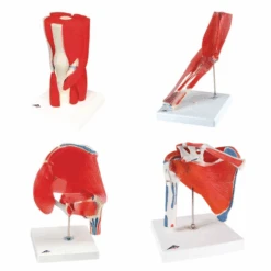Anatomical Joint Models