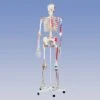 Deluxe Skeleton - Pelvic Mounted 1 Deluxe Skeleton - Pelvic Mounted -Medical Rehabilitation Products 928192