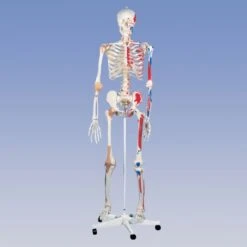 Deluxe Skeleton - Pelvic Mounted