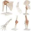 Anatomical Models -Medical Rehabilitation Products anatomical models